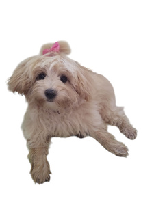 Mata ochronna na tylną kanape do psa LX-YWA35 zdjęcie nr 18